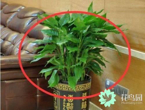 家里放干花有什么风水讲究（风水大师告诉你，家里放这几种植物，再富裕也住穷！）