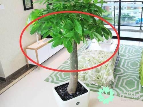 家里放干花有什么风水讲究（风水大师告诉你，家里放这几种植物，再富裕也住穷！）
