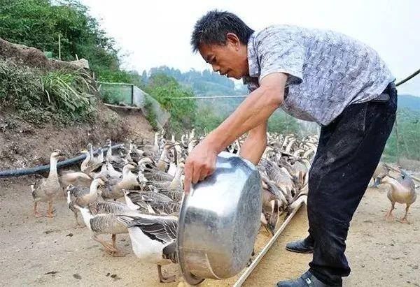 目前农村养殖什么赚钱（未来5年，农民养殖这4个项目，可以赚钱）