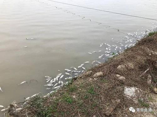 黄骨鱼养殖几个月可以卖（死鱼高峰期已过，黄颡鱼开始报复性涨价）