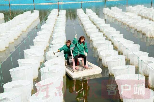 养殖水蛭致富（汝阳：千里淮河第一坝）