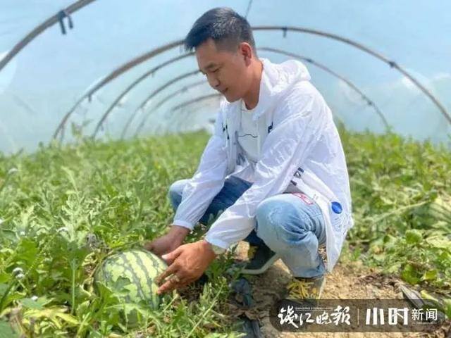 种西瓜一亩地赚多少钱（浙江农民在海南种瓜20年，每年放假三个月）