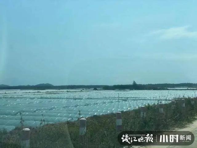 种西瓜一亩地赚多少钱（浙江农民在海南种瓜20年，每年放假三个月）