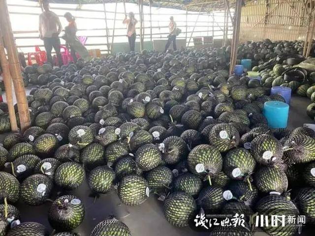 种西瓜一亩地赚多少钱（浙江农民在海南种瓜20年，每年放假三个月）