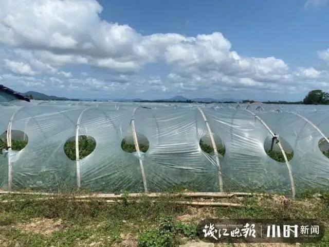 种西瓜一亩地赚多少钱（浙江农民在海南种瓜20年，每年放假三个月）