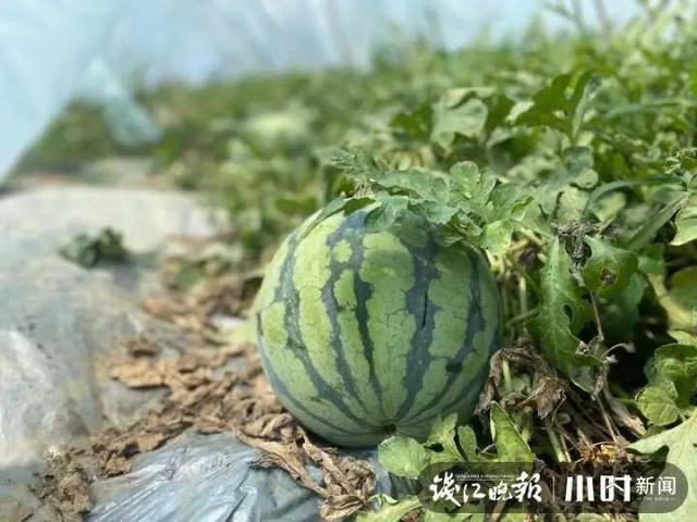 种西瓜一亩地赚多少钱（浙江农民在海南种瓜20年，每年放假三个月）