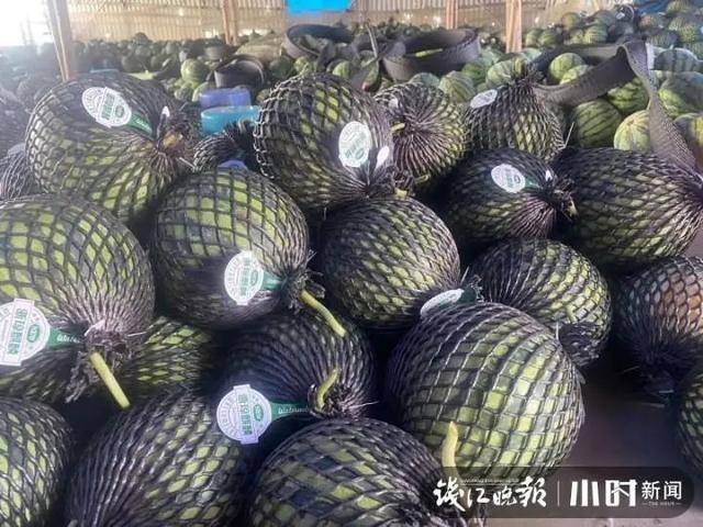 种西瓜一亩地赚多少钱（浙江农民在海南种瓜20年，每年放假三个月）