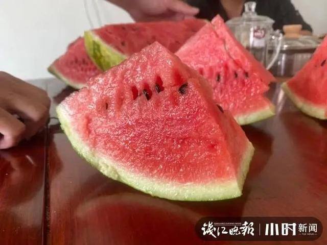 种西瓜一亩地赚多少钱（浙江农民在海南种瓜20年，每年放假三个月）