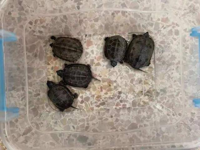 初中生赚钱（初中生创业卖小乌龟）
