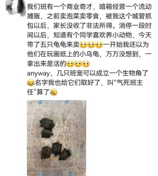 初中生赚钱（初中生创业卖小乌龟）
