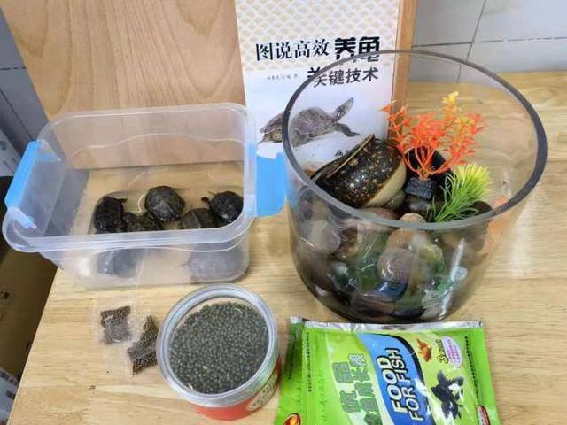初中生赚钱（初中生创业卖小乌龟）