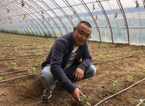 种蔬菜大棚一年可以赚多少钱（甘泉县蔬菜大棚种植户王飞）