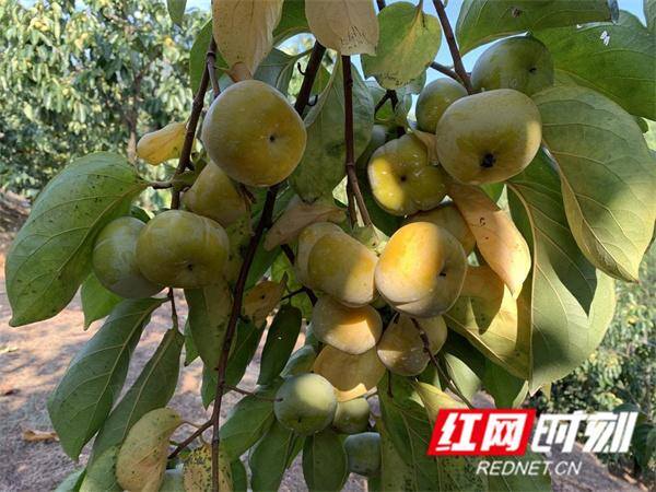 农村投资致富项目（江永县千家峒瑶族乡：小柿子成致富“金蛋蛋”）