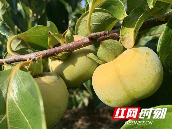 农村投资致富项目（江永县千家峒瑶族乡：小柿子成致富“金蛋蛋”）
