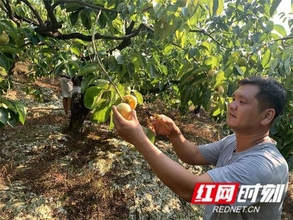 农村投资致富项目（江永县千家峒瑶族乡：小柿子成致富“金蛋蛋”）
