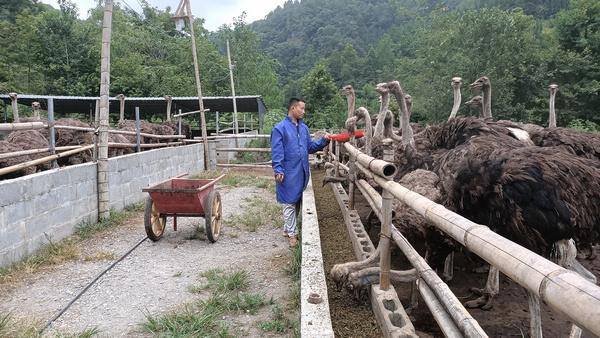 什么特种养殖比较赚钱（贵州三都：特色养殖“鸵”起致富梦）
