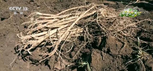 药材种植项目哪种最好（甘肃定西：19万亩中药材迎来大丰收）