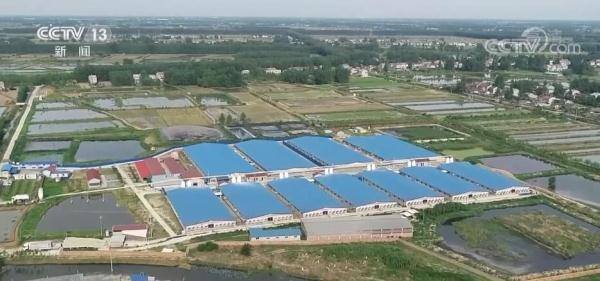农村做什么养殖比较好（特色水产养殖迎来丰收季）