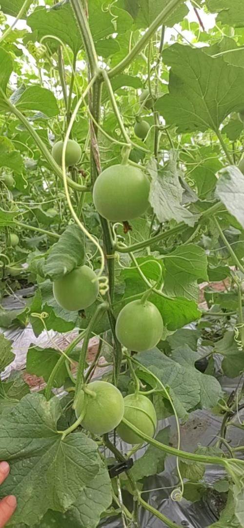 种植什么收入最快（两个棚年收入10万元，小香瓜种出“甜”日子）