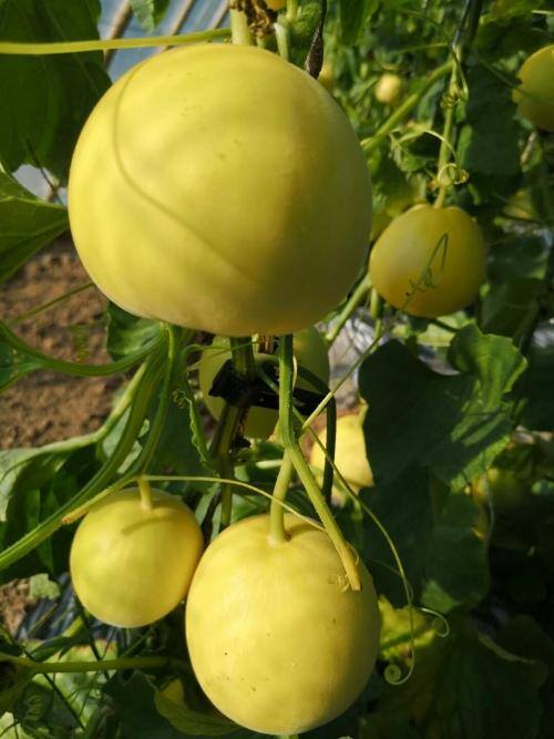 种植什么收入最快（两个棚年收入10万元，小香瓜种出“甜”日子）