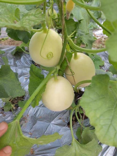 种植什么收入最快（两个棚年收入10万元，小香瓜种出“甜”日子）
