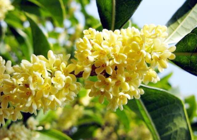 桂花树适合种在家里什么位置（冬天在室内如何养好桂花？）