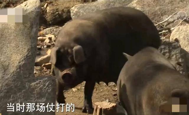 承包1000亩土地种粮食赚钱吗（农村小伙卖黑猪肉，10天卖出20多头猪）