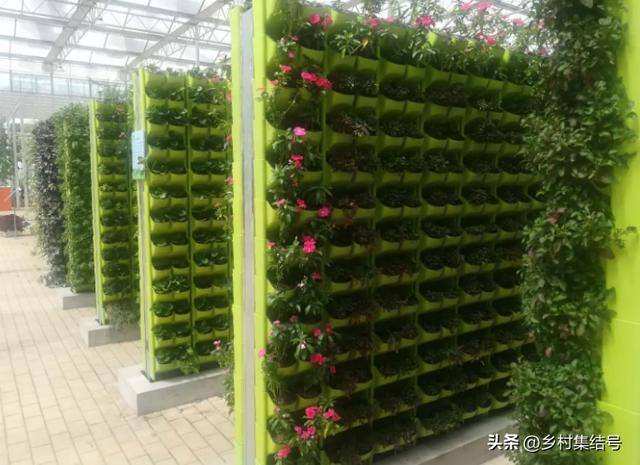 新型农业项目有哪些（新型农业种植技术）