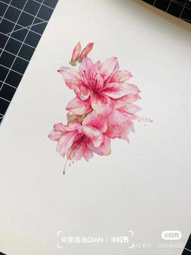 花朵怎么画最漂亮（中国风水彩花卉插画｜李浅浅qian）