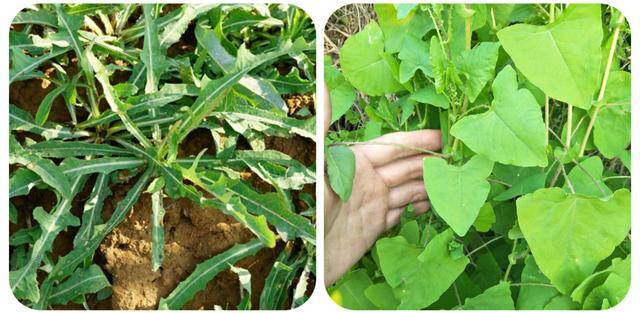 农村常见中草药300种（春天吃什么野菜？）