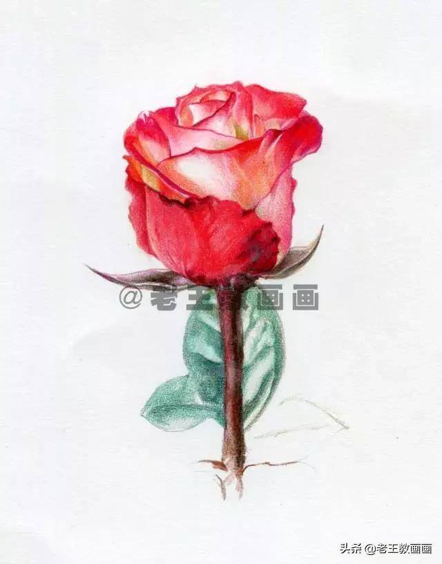 玫瑰花怎么画漂亮又复杂（彩铅教程｜马可·雷诺阿3100油性彩铅48色）