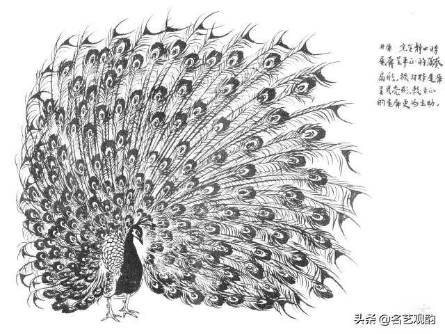 孔雀怎么画简单又漂亮（《花鸟画谱》之孔雀的画法）