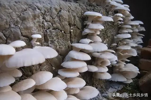 如何在农村致富（农村青年种植平菇，一年收入4.5万元）