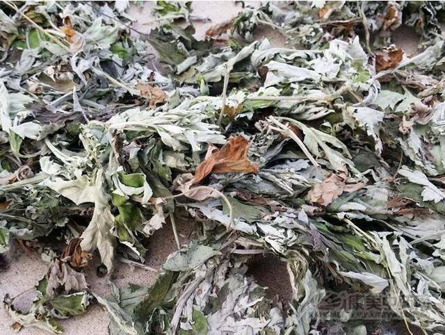种植艾叶一亩纯利润（艾叶历年来的具体情况）
