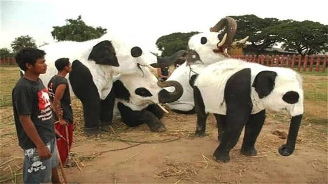 去哪个国家打工最挣钱比较安全（中国租借大熊猫的方式）