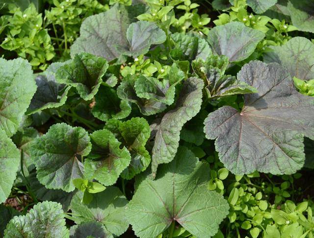 农村常见中草药300种（春天吃什么野菜？）