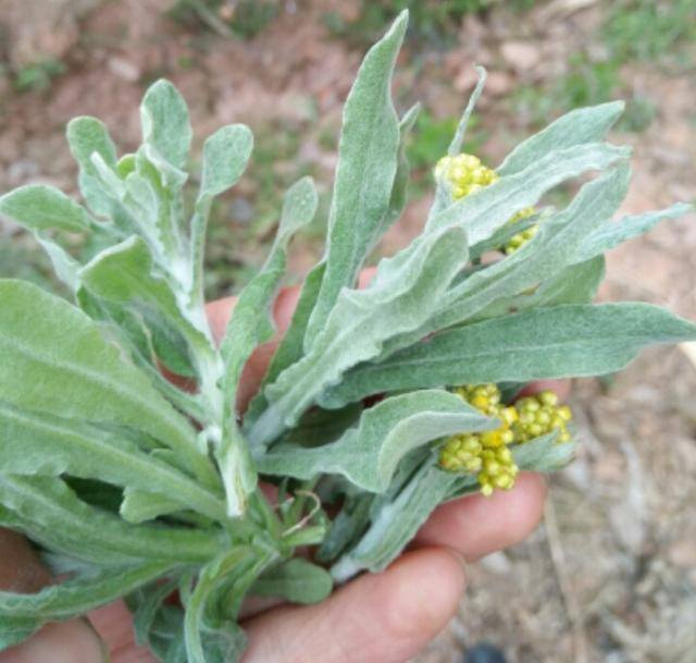 农村常见中草药300种（春天吃什么野菜？）