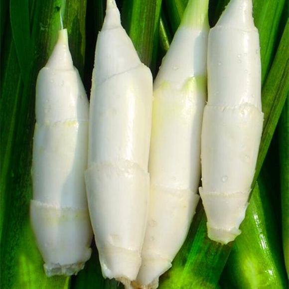 农村常见中草药300种（春天吃什么野菜？）