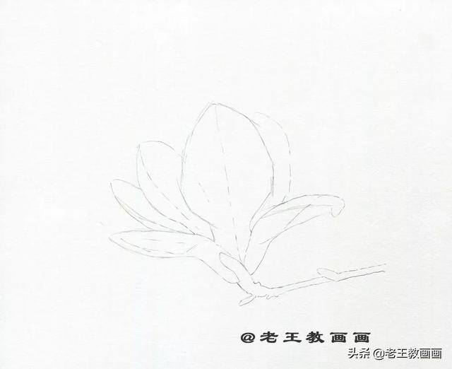 好看的花怎么画（玉兰花（完成稿及使用色号））