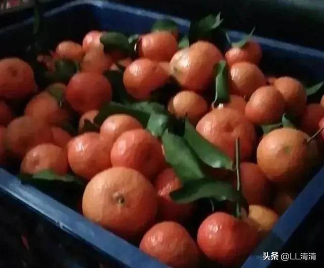 乡下做什么生意最好做（小伙子开着三轮车进村卖菜，两年时间买车买房）