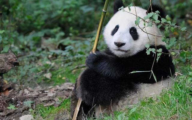 熊猫多少钱（德国柏林动物园的大熊猫）