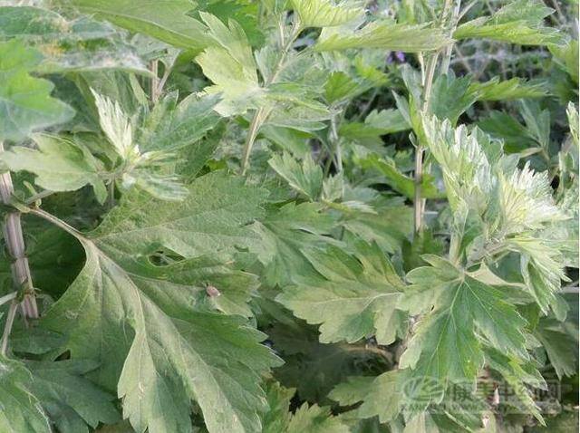 种植艾叶一亩纯利润（艾叶历年来的具体情况）