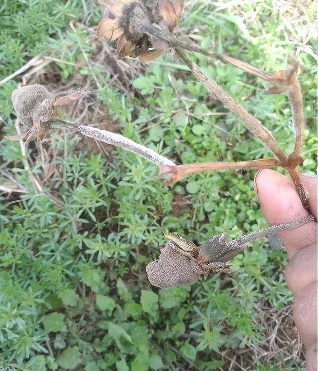 3亩地草莓大棚纯利润多少钱（农场主的心酸史）