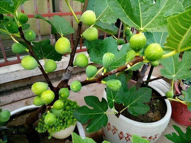 在农村种植什么果树好（家里种什么树比较好？）