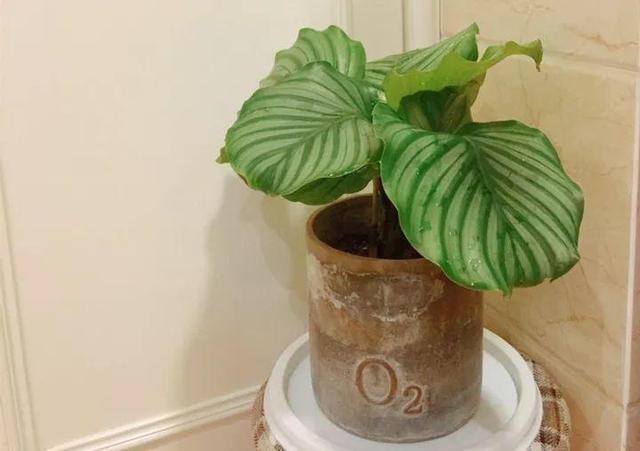 发财树摆放在家里什么位置好（家里养这几种植物，不仅能养花，还能聚财！）