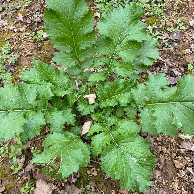 农村常见中草药300种（春天吃什么野菜？）