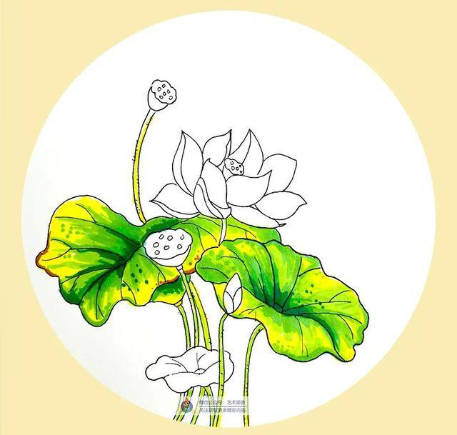 草怎么画简单又漂亮（水彩荷花的创作方法）