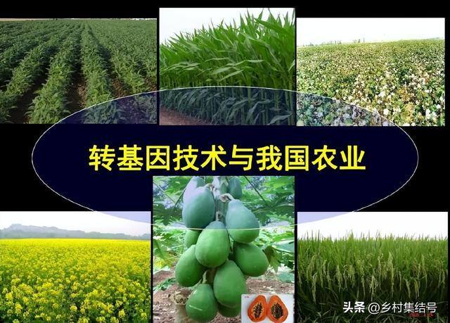 新型农业项目有哪些（新型农业种植技术）
