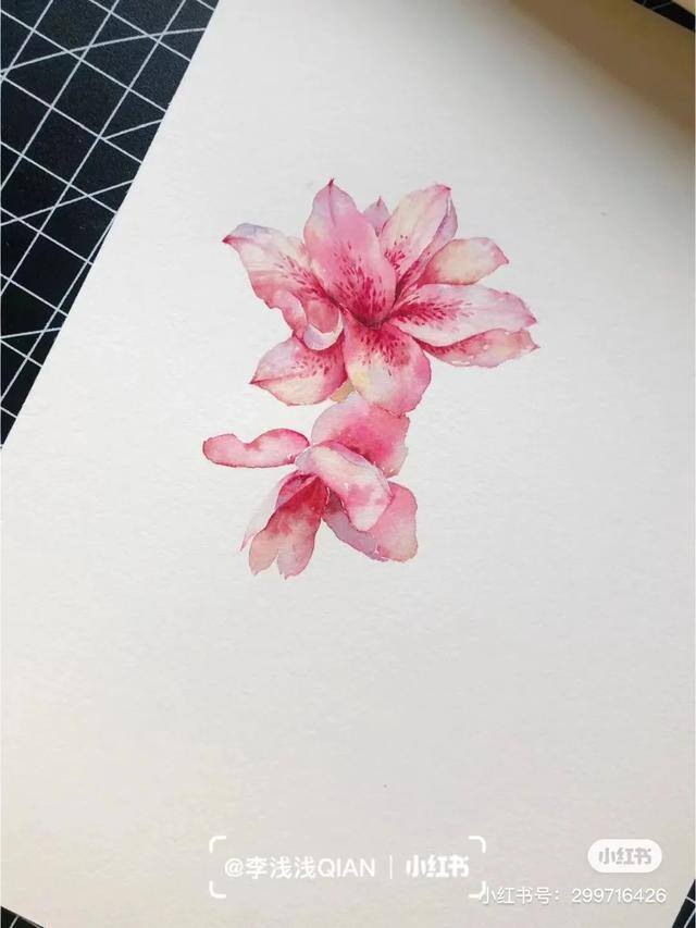 花朵怎么画最漂亮（中国风水彩花卉插画｜李浅浅qian）