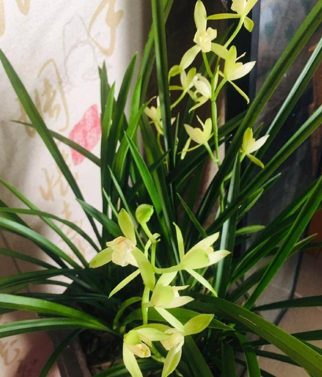 最好养的10种兰花（适合新手养的建兰品种有哪些？）